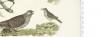 Shrike-M/F; Cuckoo; Blackbird; Crested Titmouse